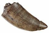 Serrated Tyrannosaur Tooth - Judith River Formation #189875-1